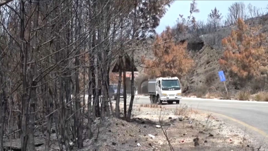 Сирияда 15 мың гектар орманды алқап өртеніп кетті