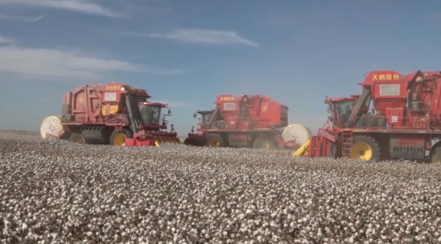 Новый метод посева хлопка внедряют в Туркестанской области