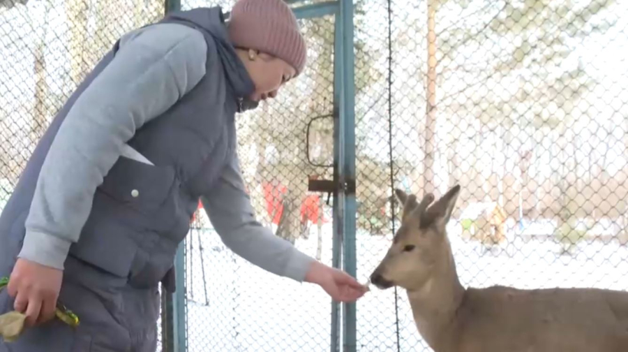 Семейчанин нашёл домашнюю косулю