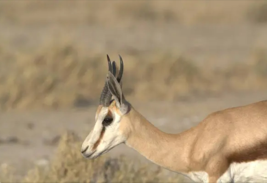 Трое жителей Алматинской области осуждены за охоту на джейрана