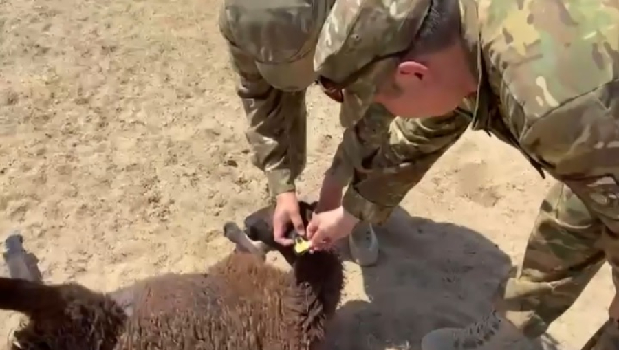 Пограничники пресекли незаконный перегон скота