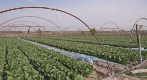 Первый урожай капусты созрел в Туркестанской области