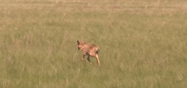 Қазақстанда киіктер үш миллионға жетті