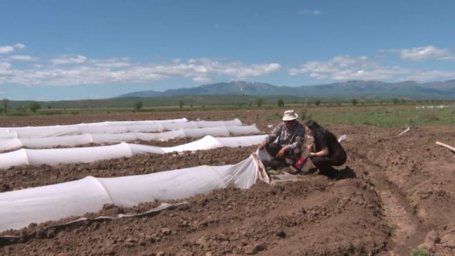 Арбузы на экспорт: посев бахчевых культур ведут в области Абай