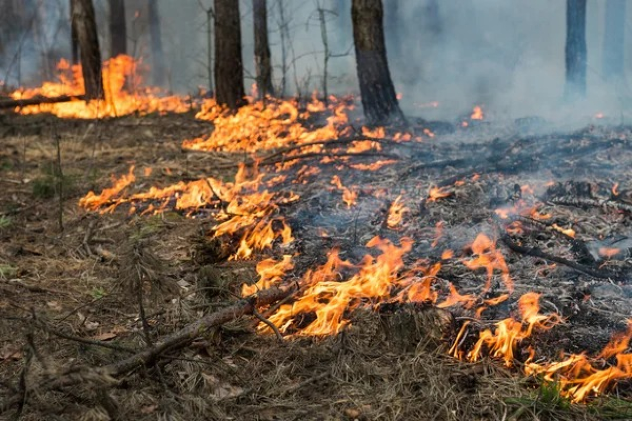 Іле-Алатау ұлттық паркінде орман өрті 13 гектар аумақты шарпыды