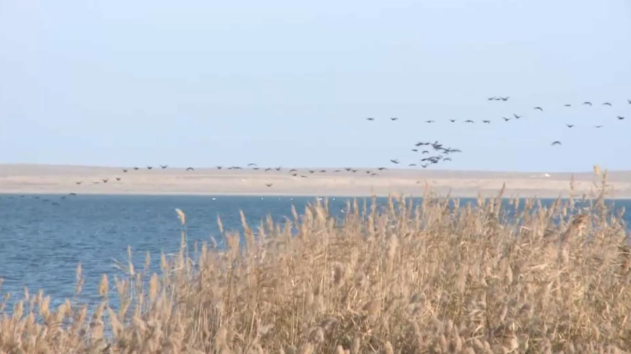 Маңғыстау облысында жарақатынан айыққан көкмаңдай көлге жіберілді