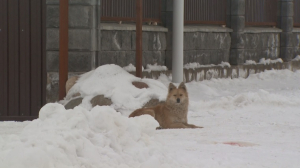 За год более 700 раз собаки напали на жителей Карасайского района
