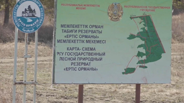 «Ертіс орманы» резерватында қарағайды заңсыз кесудің 216 дерегі тіркелді