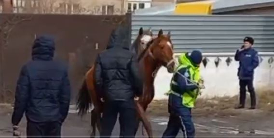 Лошади прогуливались по улицам Семея