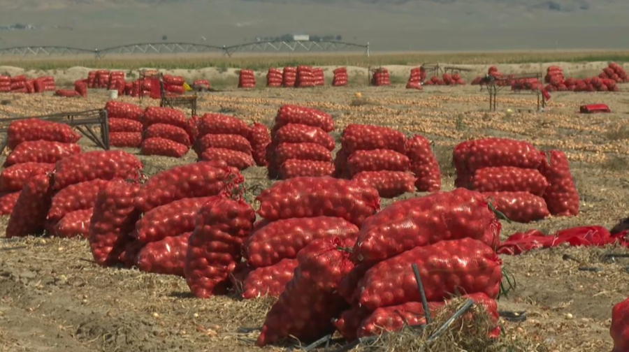 Агросектордағы өнімділік 15 пайызға өсті