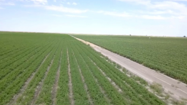 Технологию окрашивания денег будут применять в сфере АПК