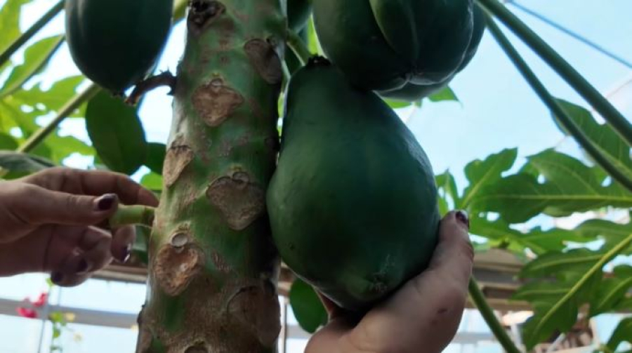 Кызылординский учёный выращивает экзотические фрукты в теплице