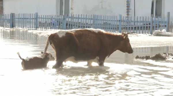 Қостанай облысында 328 тұрғын үй су астында қалды