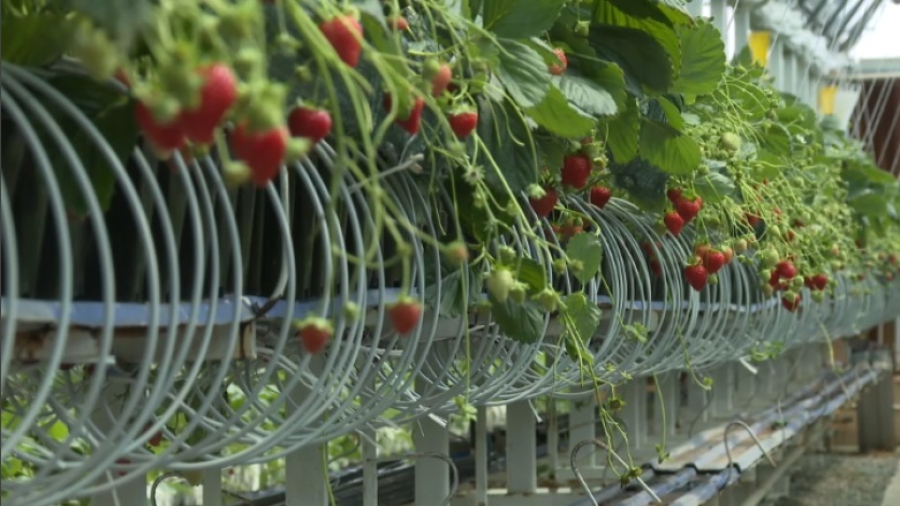 Клубнику на гидропонике начали выращивать в Мангистау