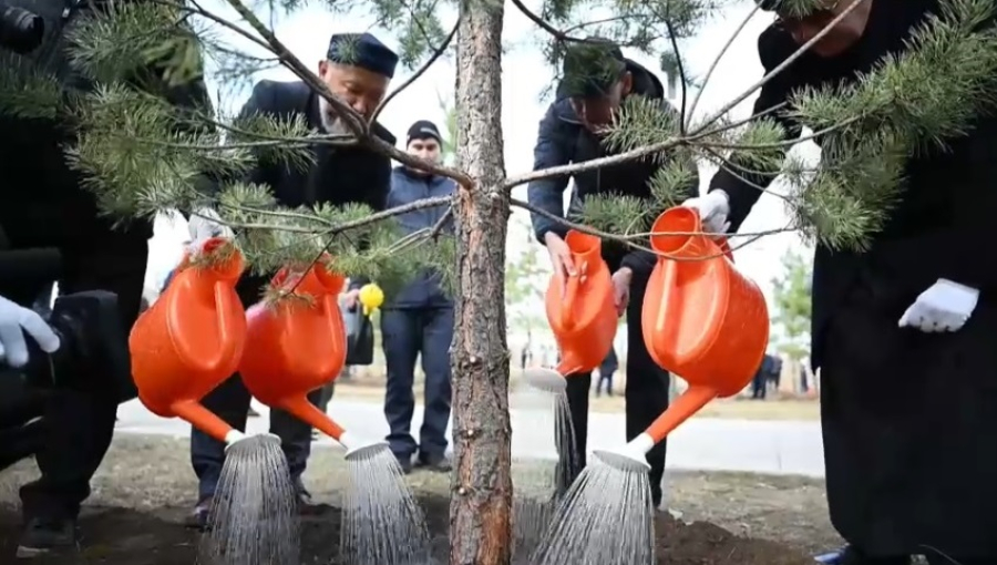 Сенаторы высадили 100 сосен в Парке мира и согласия