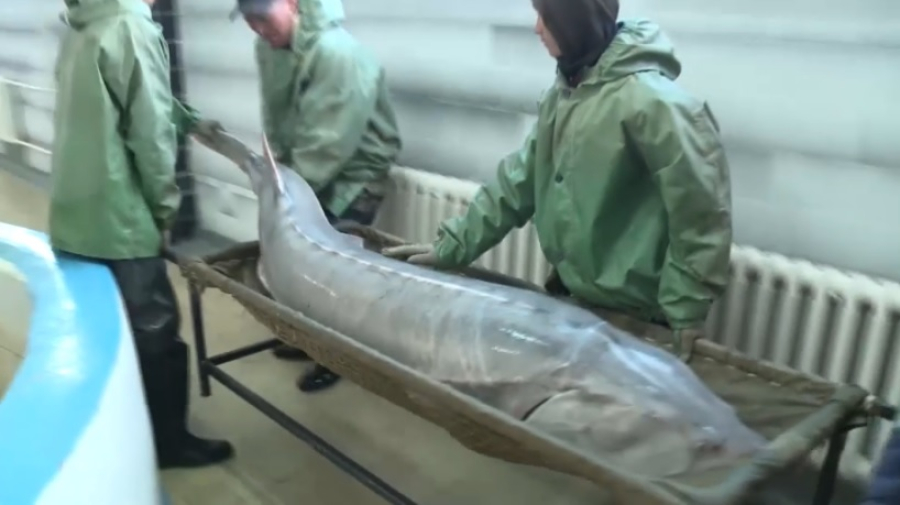 Осетровый рыбоводный завод модернизируют в Атырау