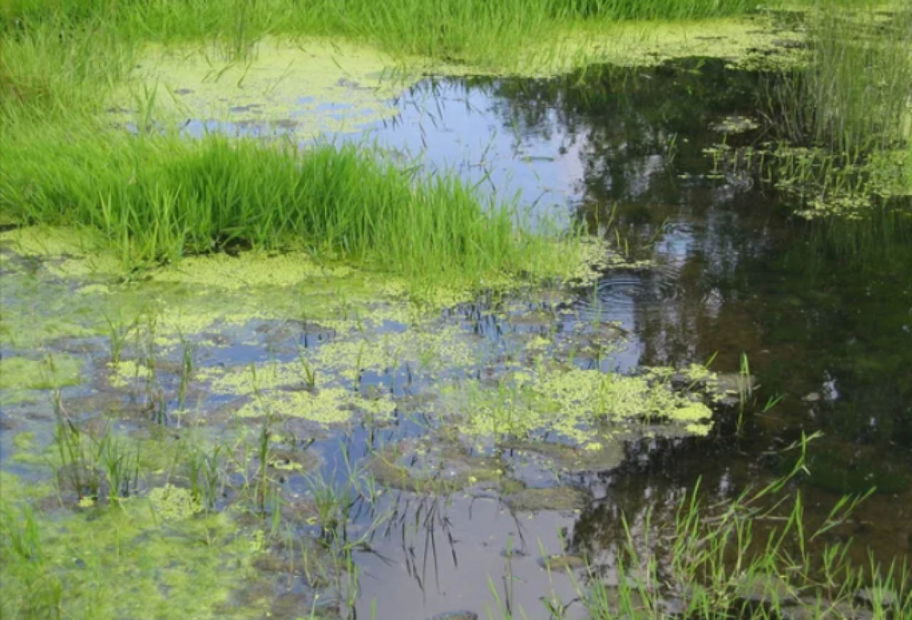 Мужчина застрял в трясине в Алматы