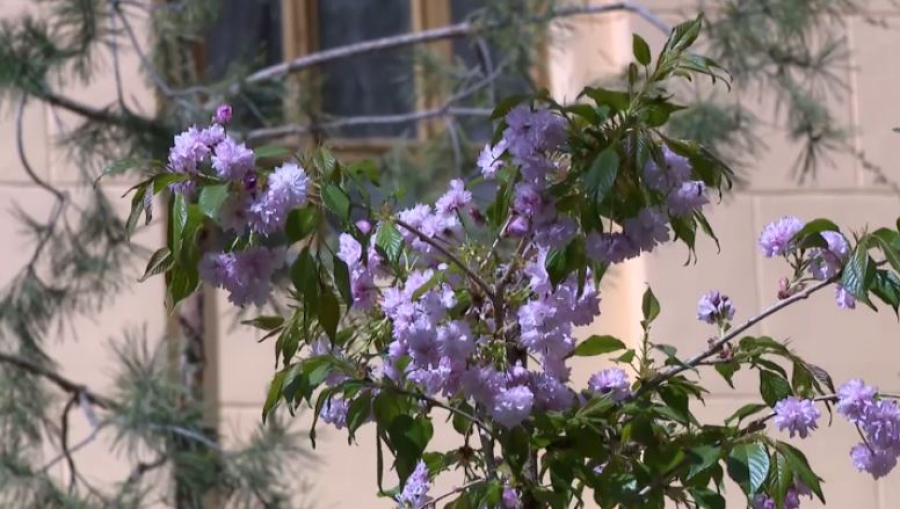 «Сакура Сатпаева» вновь цветёт на территории Академии наук в Алматы