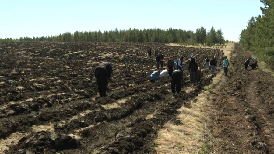 Ақмола облысында 40 мың көшет егілді