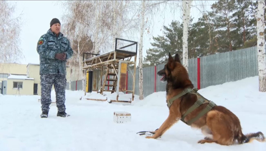 Павлодар облысында иісшіл иттер 200-ден астам қылмысты ашуға көмектесті