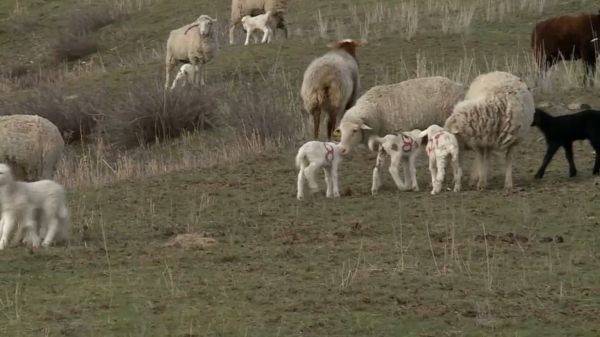 Жетісу облысында мал төлдету науқаны басталды
