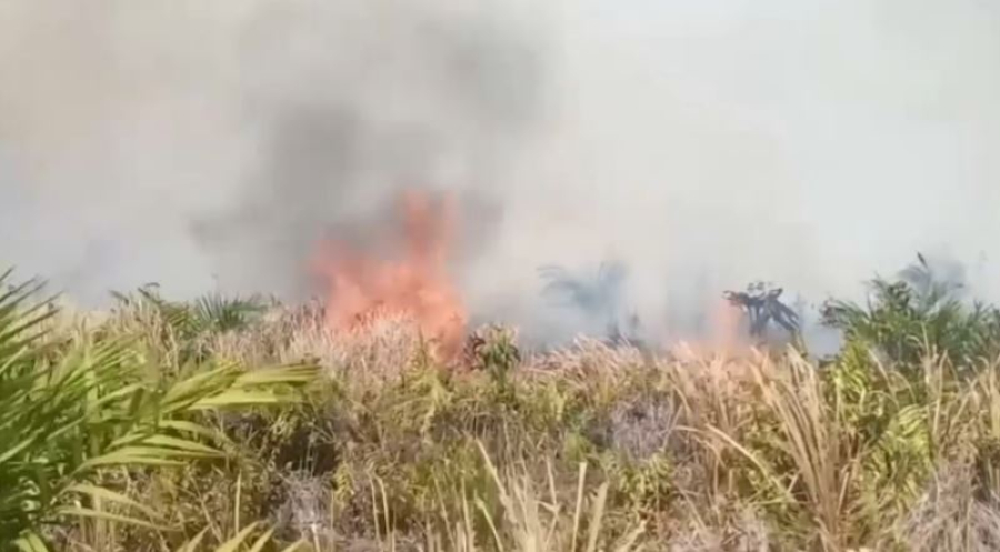 Индонезияда орман өрті өршіп тұр