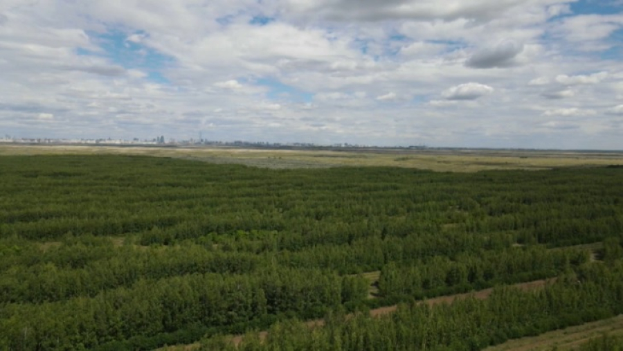 В Казахстане растет площадь лесов