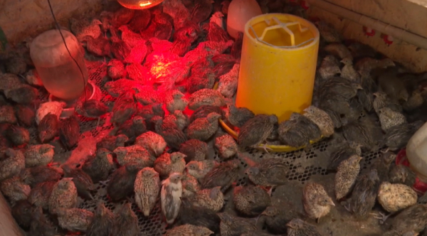 Бөдене жұмыртқасына сұраныс артып келеді