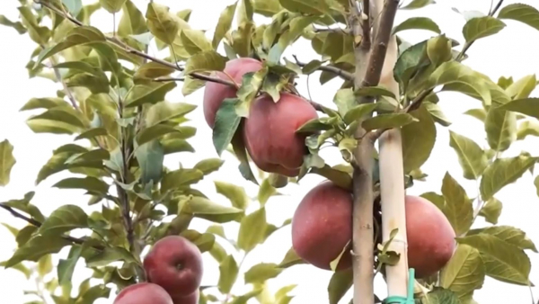 Зиянкестермен күресте биопрепараттарға басымдық беру керек