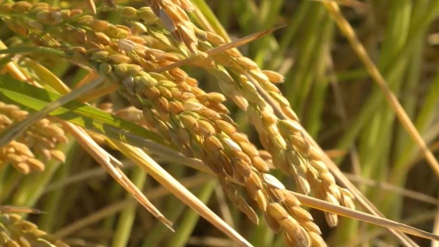 Қызылордалық ғалымдар күріштің жаңа сұрпын өсіре бастады