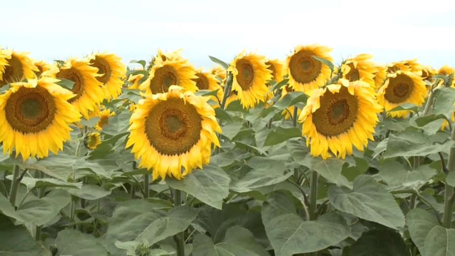 Қазақстанда 753 мың тонна өсімдік майы өндірілді