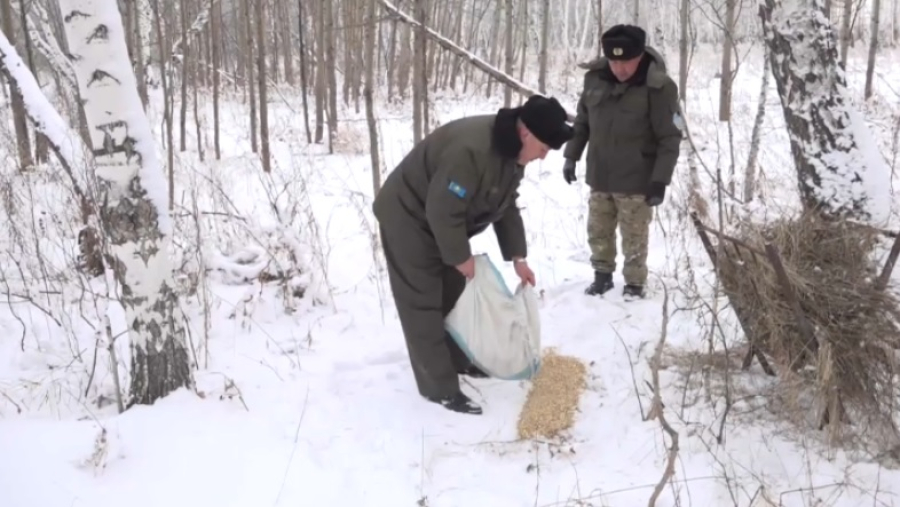 Диких животных и птиц подкармливают в Карагандинской области