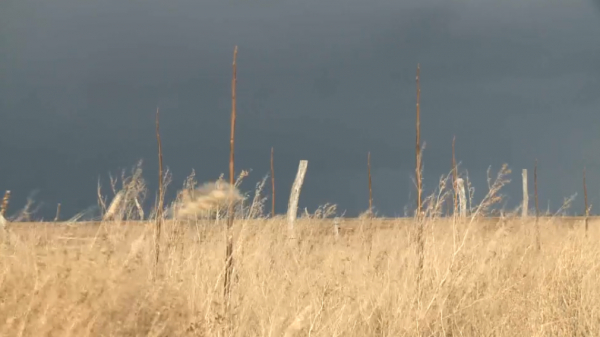 Атырауда тропикалық павловния ағашы өсіп тұр
