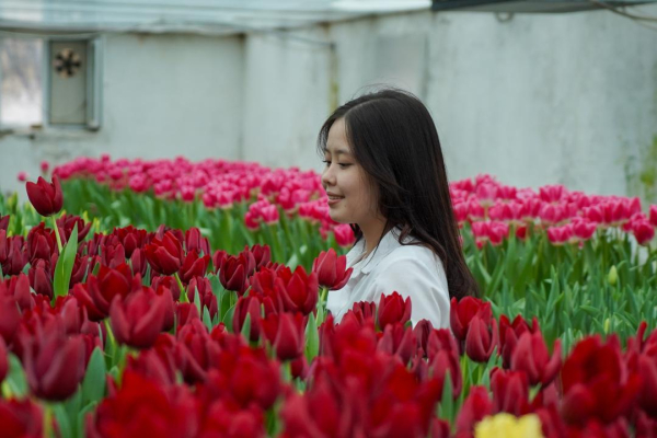 В Ботаническом саду университета Ахмеда Ясави расцвели тюльпаны