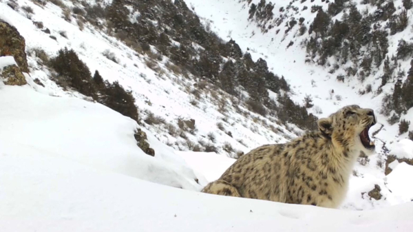 Қар барысы көбейіп келеді