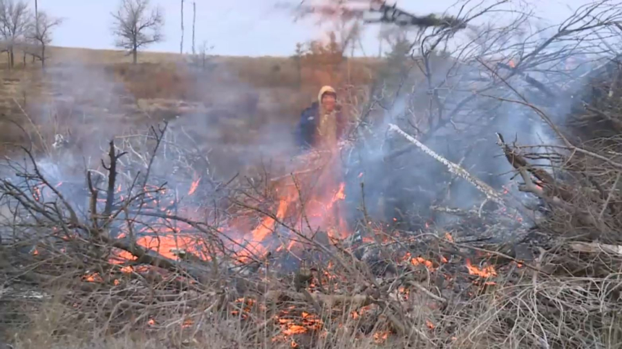 Қарағанды облысында орманды санитарлық тазалау басталды