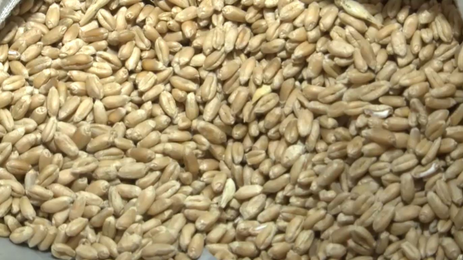 Қостанай облысында астық тұқымын сапалы етіп алғандарға субсидия беріледі