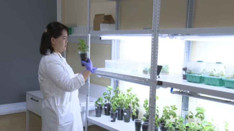 Науку используют для озеленения в Казахстане