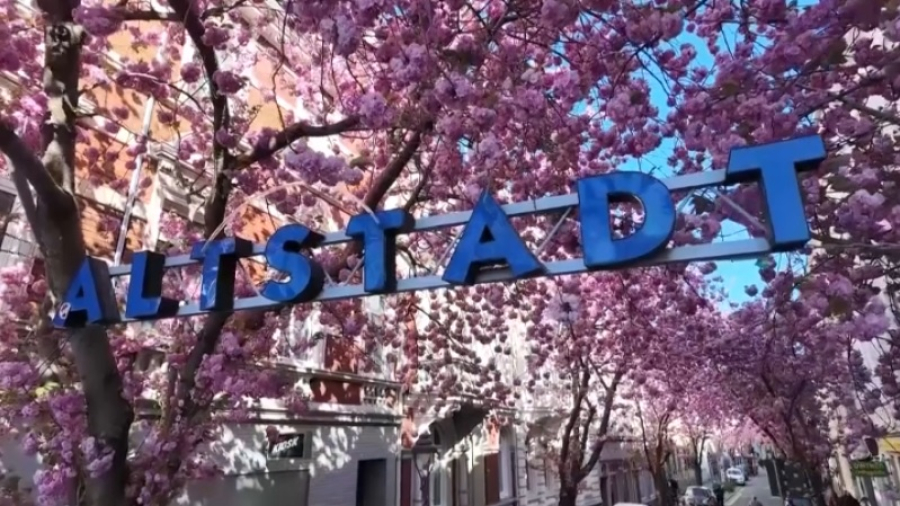 Сакура зацвела в немецком Бонне