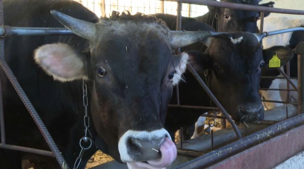 Более 8 тысяч жамбылцев развивают бизнес благодаря проекту «Ауыл аманаты»