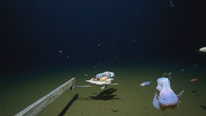 Самую глубоководную рыбу в мире обнаружили ученые