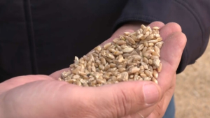 Уборка зерновых завершается в Акмолинской области