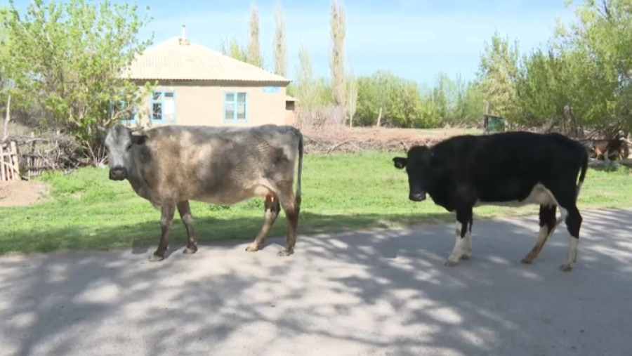 На участившиеся кражи скота жалуются жители Таласского района