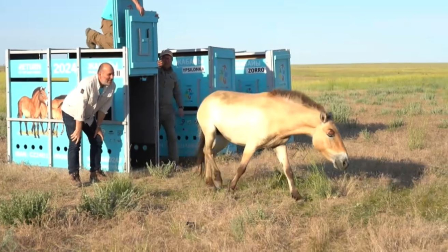 Елімізде 4,5 мың құлан бар