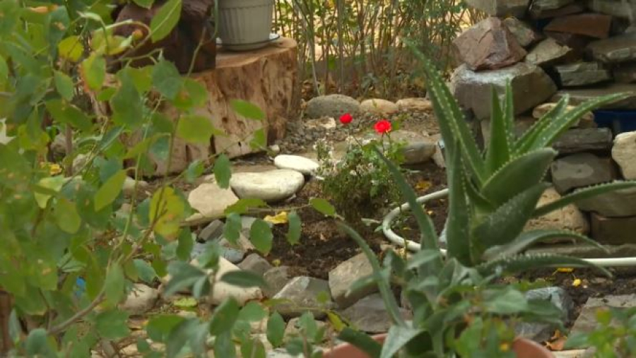 Житель Актау превратил пустырь перед домом в зелёный оазис