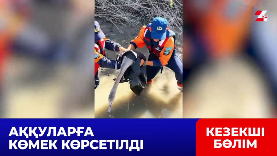 Атырауда аққулар құтқарылды