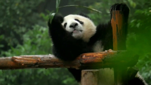 Национальный центр по изучению панд открыли в Китае