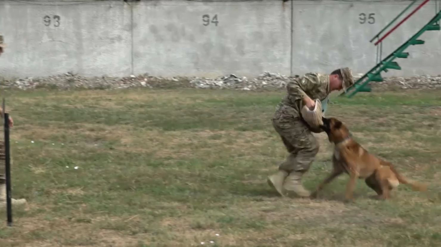 Оралда үздік иісшіл ит анықталды