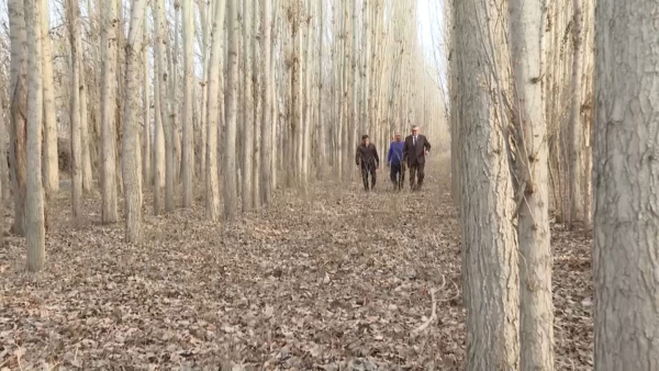 Жетісу облысының тұрғыны ауылының маңын орманды алқапқа айналдырды