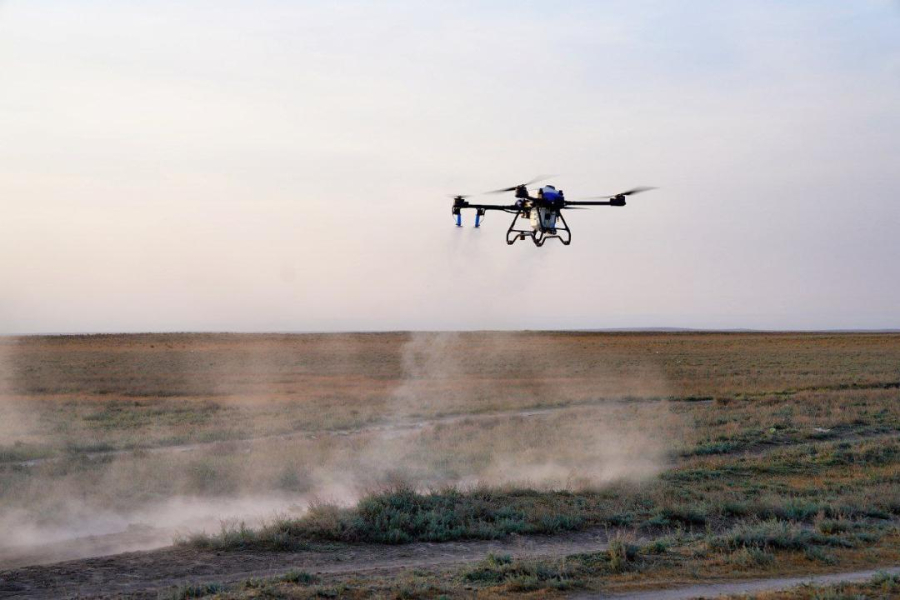 Более 50 агродронов задействовали в борьбе с саранчой